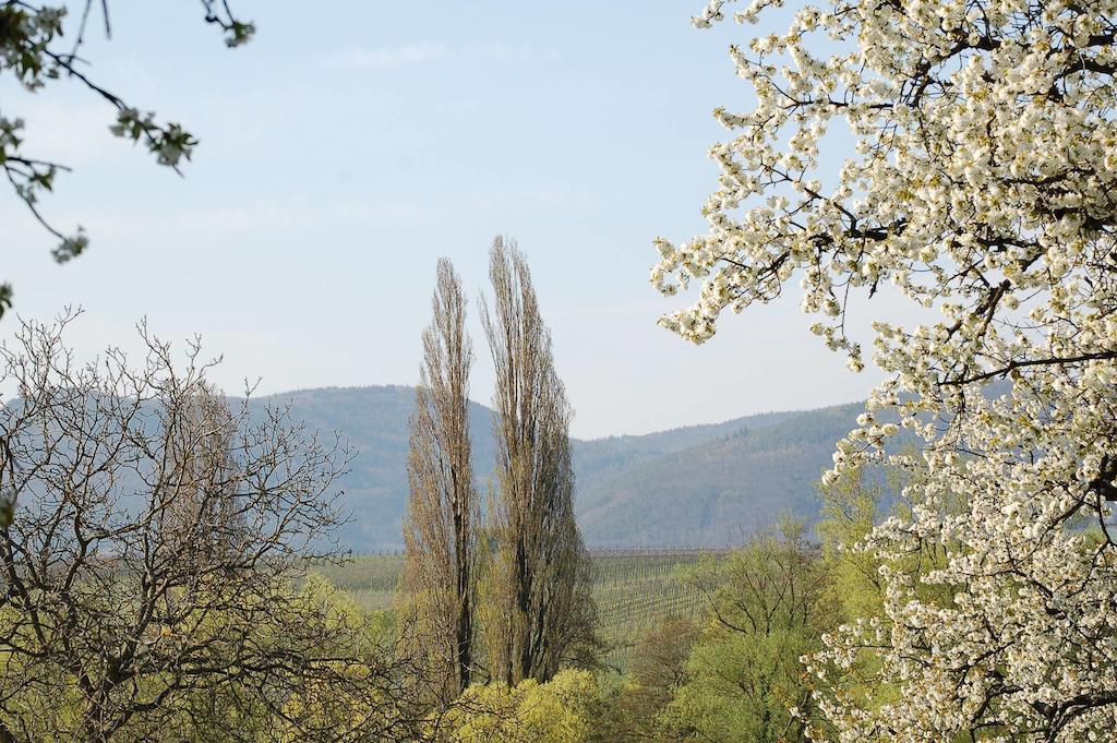 Gaestehaus Kleine Kalmit Landau in der Pfalz Bagian luar foto